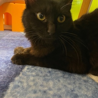 茨城県の黒猫 里親募集 ジモティー