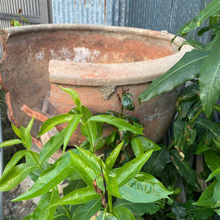 陶製？鉢 ビンテージ 割れあり