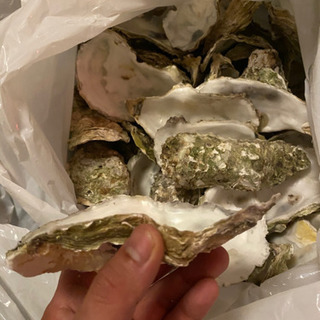 【ネット決済】牡蠣の殻　サザエの殻　清潔保存