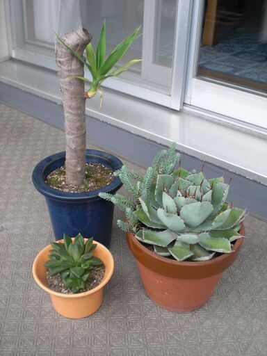 【観葉植物】　アガベ 他