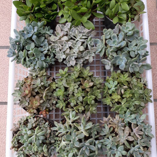 多肉植物セダム 9センチ土ありポット1個100えん ｈ C 塩屋のその他の中古あげます 譲ります ジモティーで不用品の処分