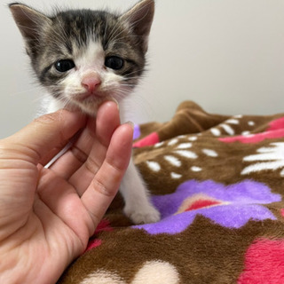 子猫の里親になってください！ - 長門市