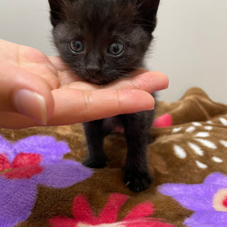 子猫の里親になってください！ − 山口県