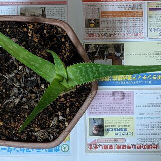 【無料】アロエ・鉢セット（観葉多肉植物）