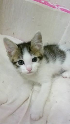 超活発な女の子赤ちゃん いずみねこ 別府の猫の里親募集 ジモティー 超活発な女の子赤ちゃん いずみねこ 別府の猫の里親募集 ジモティー