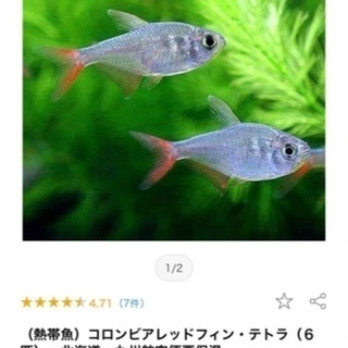 東京都 三鷹駅の中古水槽が無料 格安で買える ジモティー 東京都 三鷹駅の中古水槽が無料 格安で買える ジモティー