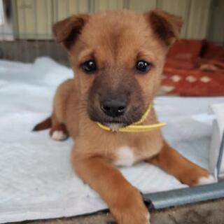 徳島県の犬の里親募集 ジモティー
