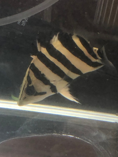 （取引中）ダトニオプラスワン（約9センチ）