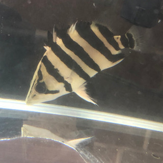 ダトニオプラスワン 約22㎝ バンド腹巻