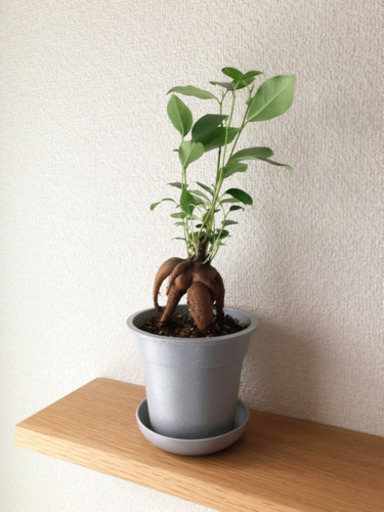 観葉植物　ガジュマル①　30cm　グレーカラーの3.5号の鉢と受け皿付き
