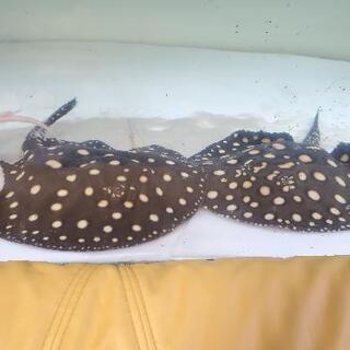 「決まりました」ブラックダイヤモンドポル♂　25cm前後　淡水エイ　ダイヤモンドポルカ　クロコダイルスティングレイ　熱帯魚　大型魚　古代魚