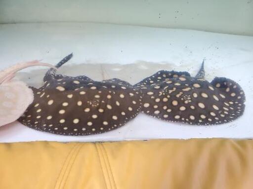 ブラックダイヤモンドポルカ