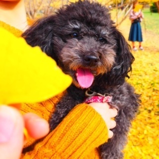 福岡県の犬の里親募集 ジモティー