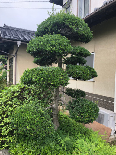 庭木 いろいろあります