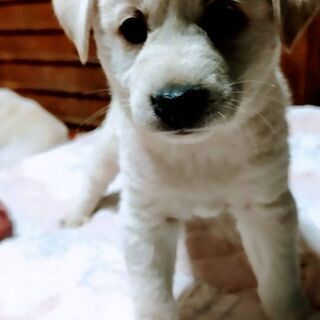 広島県の子犬 里親募集 ジモティー