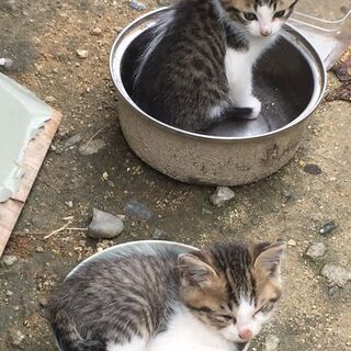 滋賀県の猫の里親募集 ジモティー