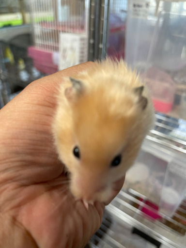 Bird28です 別府市中須賀元町にあるペットショップ ゴールデンハムスター1匹1500円 Bird28 別府大学のペット の無料広告 無料掲載の掲示板 ジモティー