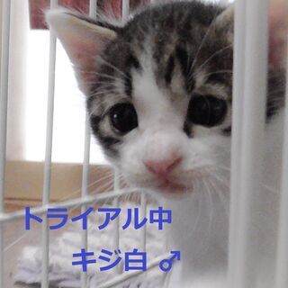 月齢1か月　半長毛の可愛い子猫たち5匹　【動画あり】 - 秦野市