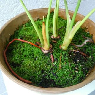 セローム☆鉢植え　苔つき　観葉植物