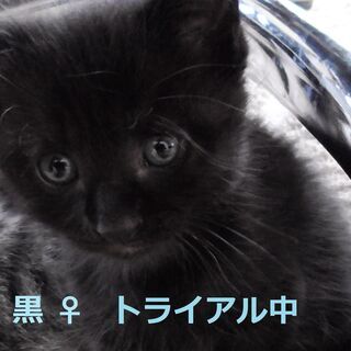 月齢1か月　半長毛の可愛い子猫たち5匹　【動画あり】 - 里親募集
