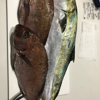 大阪府の釣りサークル メンバー募集 ジモティー
