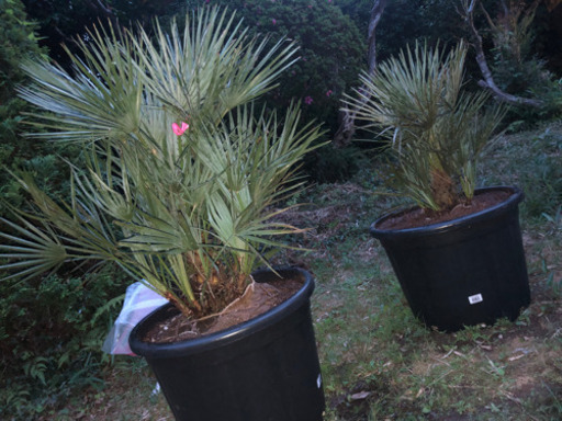 チャメロップス　セリフェラ　多頭　シルバーリーフ チャメロップス セリフェラ 多頭 シルバーリーフ