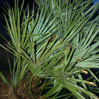 チャメロプスフミリスセリフェラ シルバーブルー