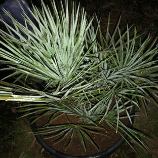 チャメロプスフミリスセリフェラ シルバーブルー