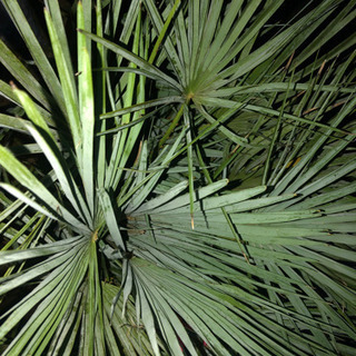 チャメロプス　フミリス　セリフェラ チャメロプスフミリスセリフェラ チャメロップス シルバーリーフ