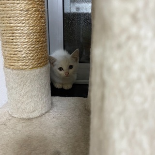 小さな白猫⭐︎メイちゃん1ヶ月半〜2ヶ月