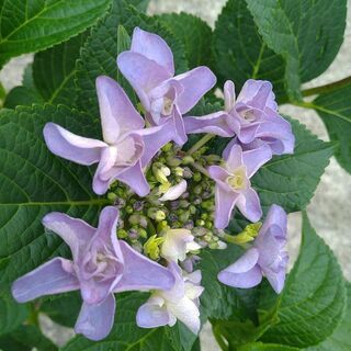 交渉成立/ 紫で八重の花のアジサイの苗木