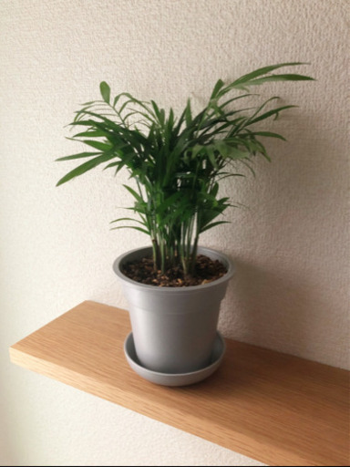 観葉植物　テーブルヤシ⑤　26cm　グレーカラーの3.5号の鉢と受け皿付き