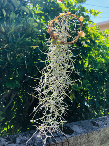 大人気 ウスネオイデス スパニッシュモス 育て方説明書付 再投稿 らんま 中頭のその他の中古あげます 譲ります ジモティーで不用品の処分