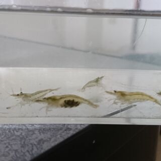 愛知県 名古屋市の中古ミナミヌマエビが無料 格安で買える ジモティー 愛知県 名古屋市の中古ミナミヌマエビが無料 格安で買える ジモティー