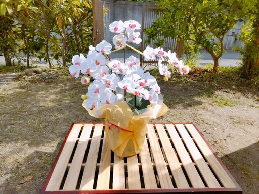 中古 造花の胡蝶蘭 消臭・抗菌効果