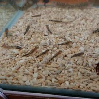 🐠 アゴハゼ 幼魚30匹～🐠 海水魚 (ヤドカリ付き🐚)