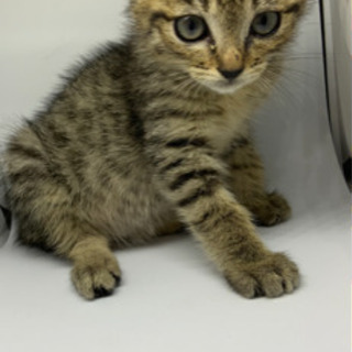 可愛いキジ猫ちゃん 譲渡されました みくる 大分の猫の里親募集 ジモティー