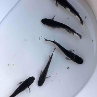 ☆オロチメダカ☆　成魚1匹　500円