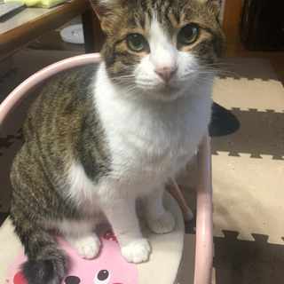 沖縄県の動物 助け合い ジモティー