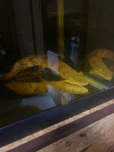 大型魚
