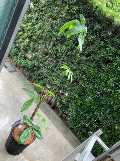 観葉植物　パキラ