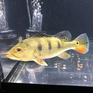 新しい到着 キクラケルベリー その他