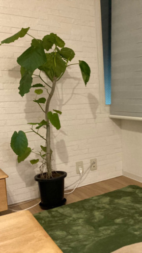 フィカス ウンベラータ 観葉植物