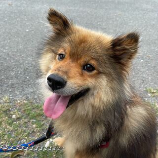 福岡県の犬の里親募集 ジモティー