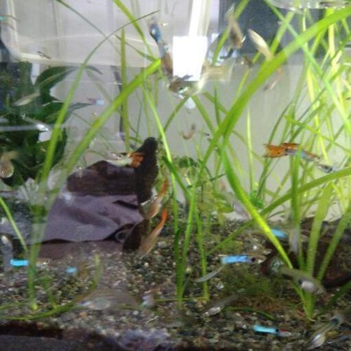 グッピー幼魚 親30匹 稚魚もあります とも 日前宮のその他の中古あげます 譲ります ジモティーで不用品の処分