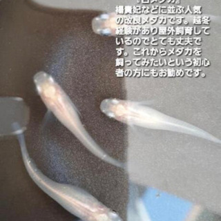 【ネット決済】白メダカ+水草（ホテイアオイ）