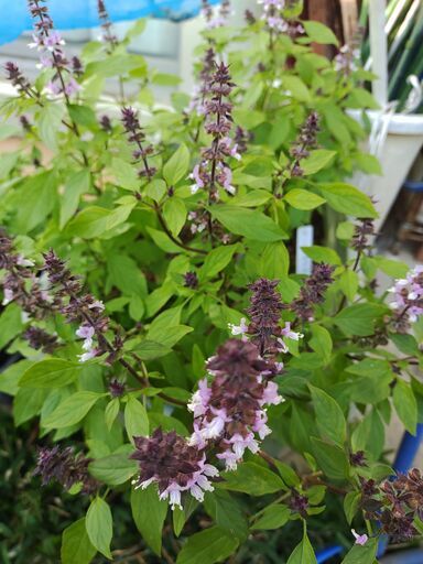 植物 ハーブ ホーリーバジル 予約制 シン 首里のその他の中古あげます 譲ります ジモティーで不用品の処分