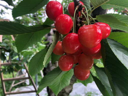 さくらんぼの収穫スタッフ Kanpro 仁木の軽作業の無料求人広告 アルバイト バイト募集情報 ジモティー