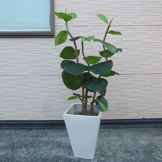 ベンガルゴム 観葉植物 人工 陶器鉢 インテリア