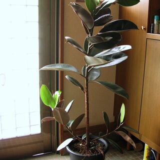 観葉植物【ゴムノキ鉢】樹高１２０センチ